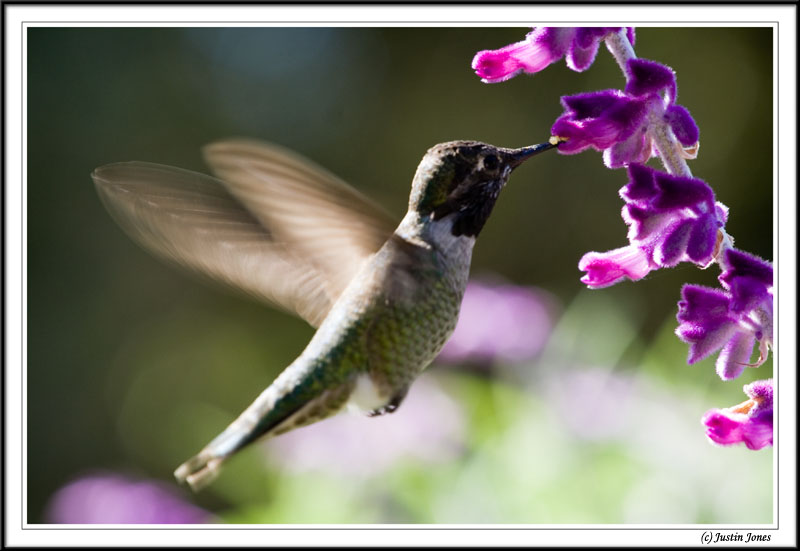 A feeding Hummer