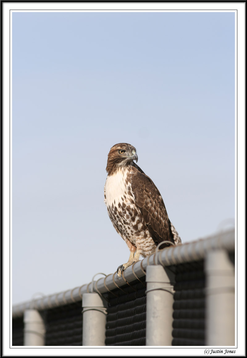 Red Tail on a Fence