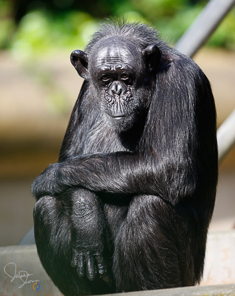 Relaxed Chimp