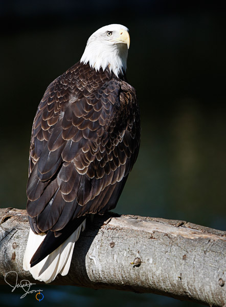 Bald Eagle 1