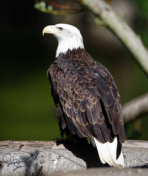 Bald Eagle 2
