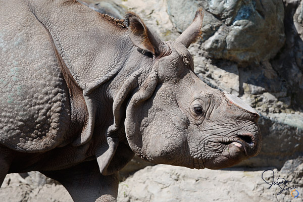 Greater One-horned Rhinoceros