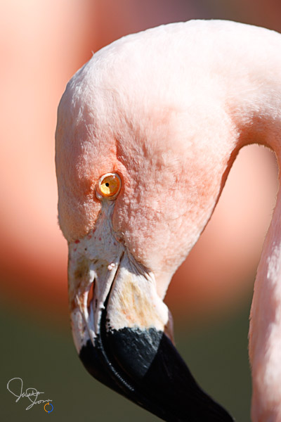 Chilean Flamingo