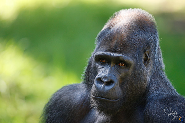 Silverback Gorilla