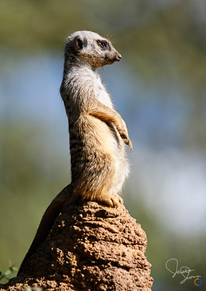 Meerkat Lookout