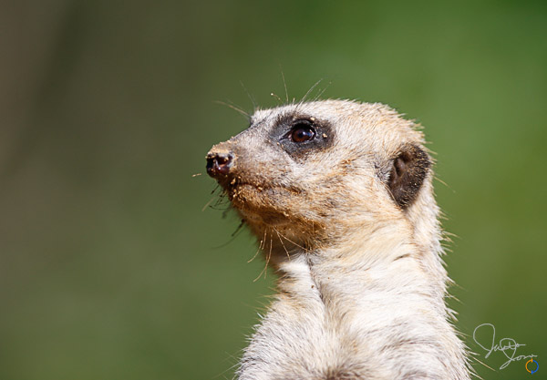 Meerkat