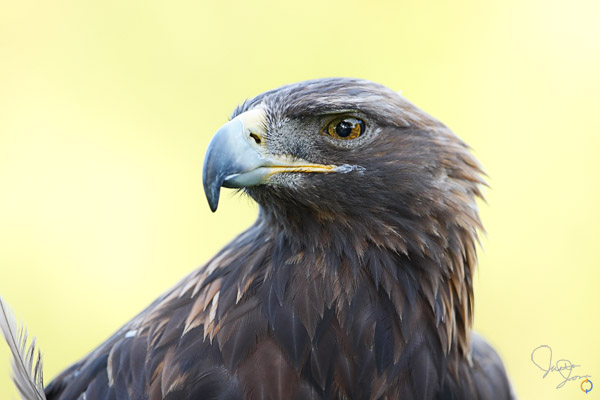 Golden Eagle
