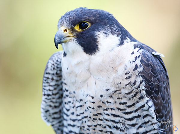 Peregrine Falcon