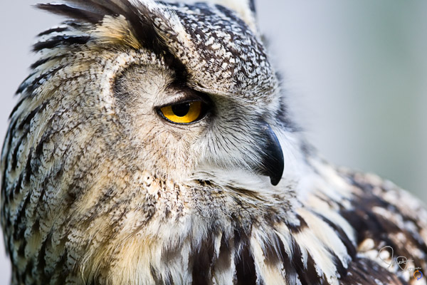 Eurasian Eagle Owl