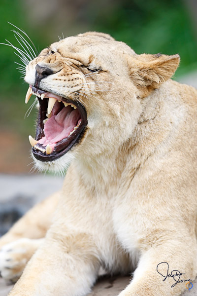 Female Lion