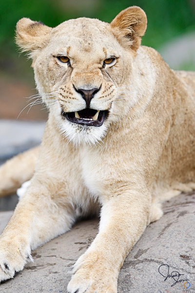 Female Lion Snarl
