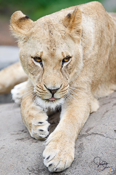 Female Lion Playful