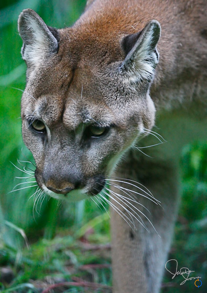 Northwest Cougar