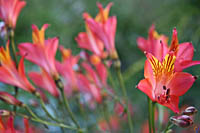Lilies