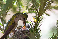 Little Hummer